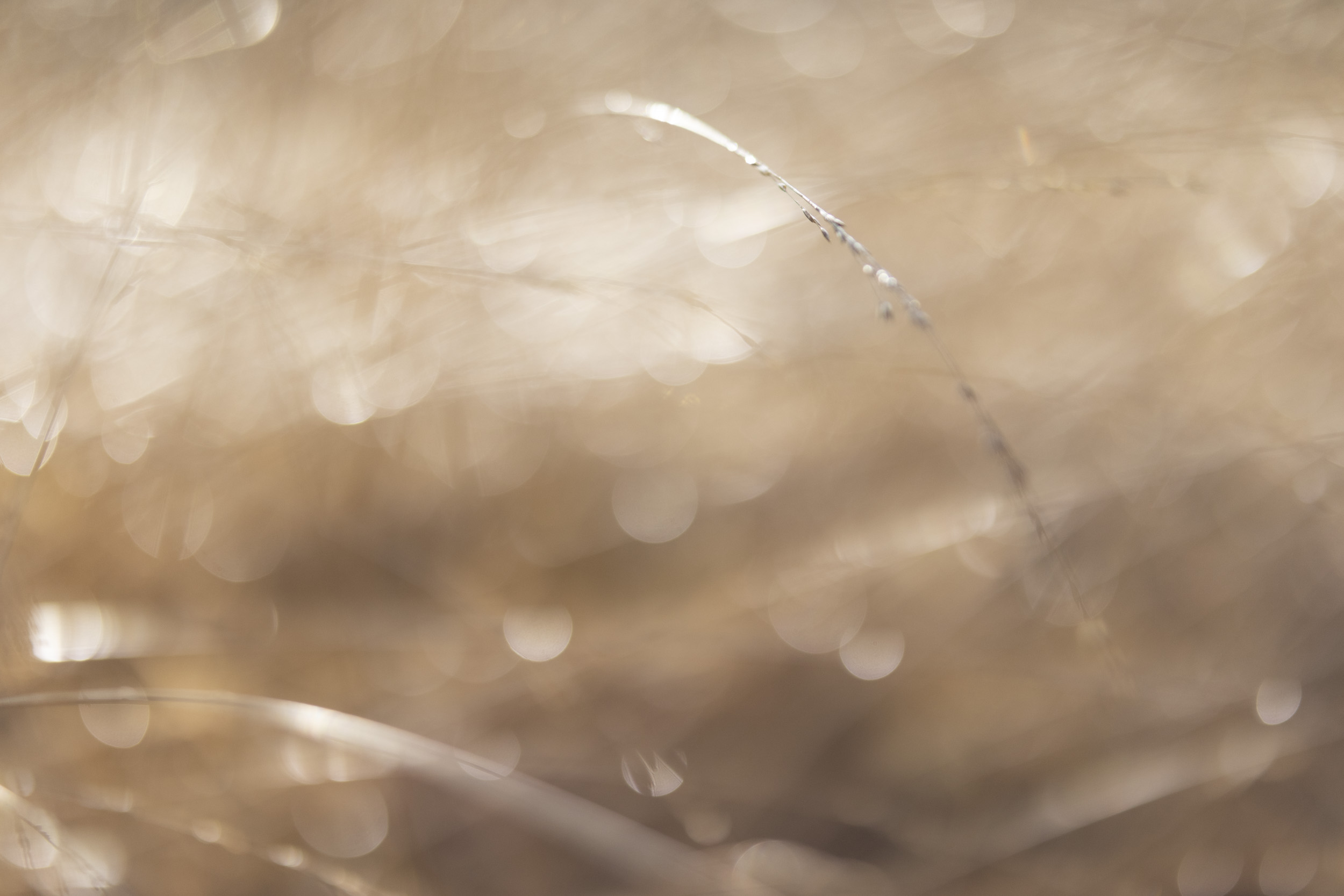 Sigma 56mm F1.4 DC DN Contemporary image gallery: closeup of blades of grass in soft focus
