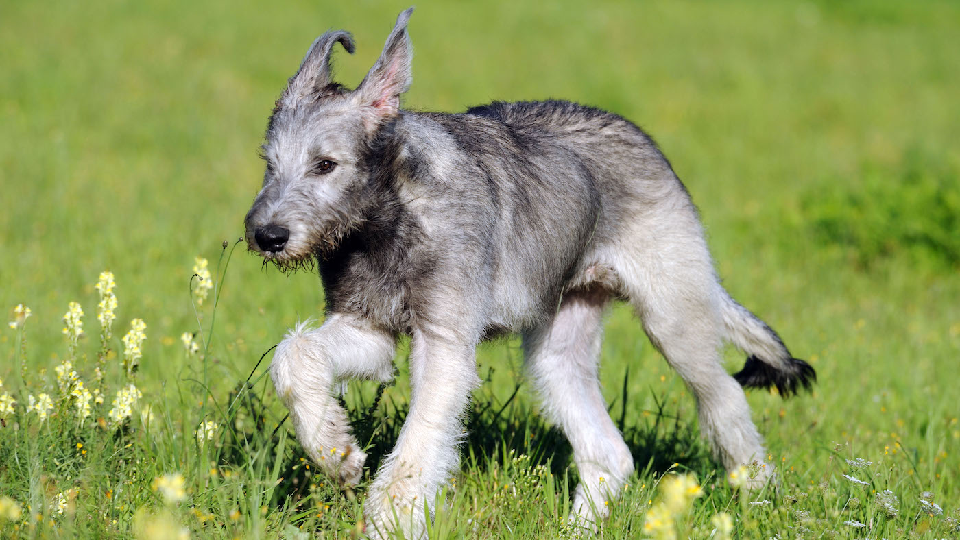 Irish wolfhound puppy