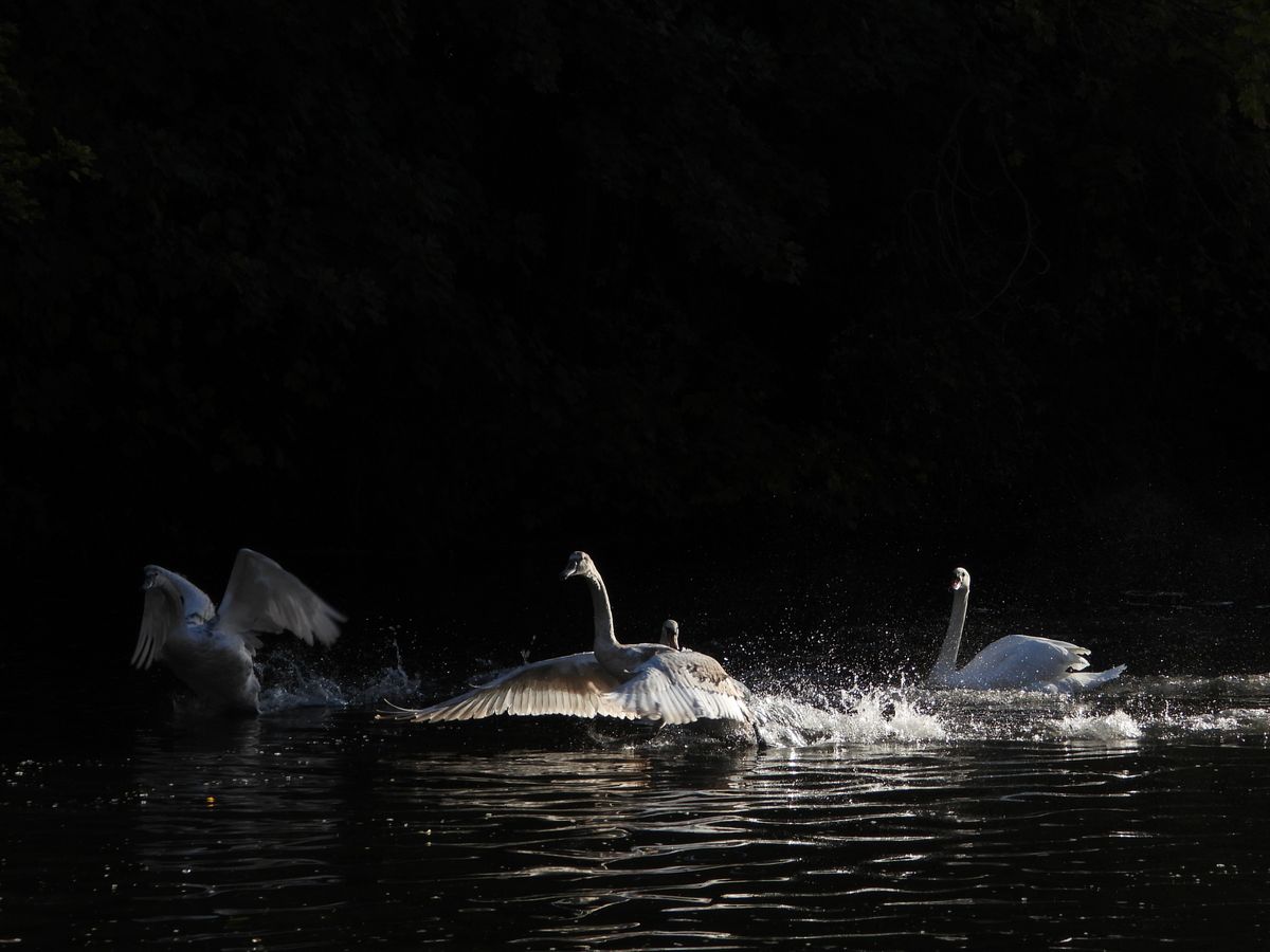 A photo taken on a Nikon Coolpix P1100 digital camera