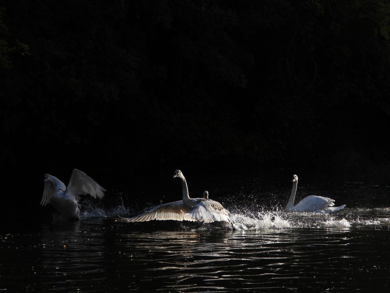 A photo taken on a Nikon Coolpix P1100 digital camera