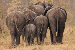 a herd of elephants from behind