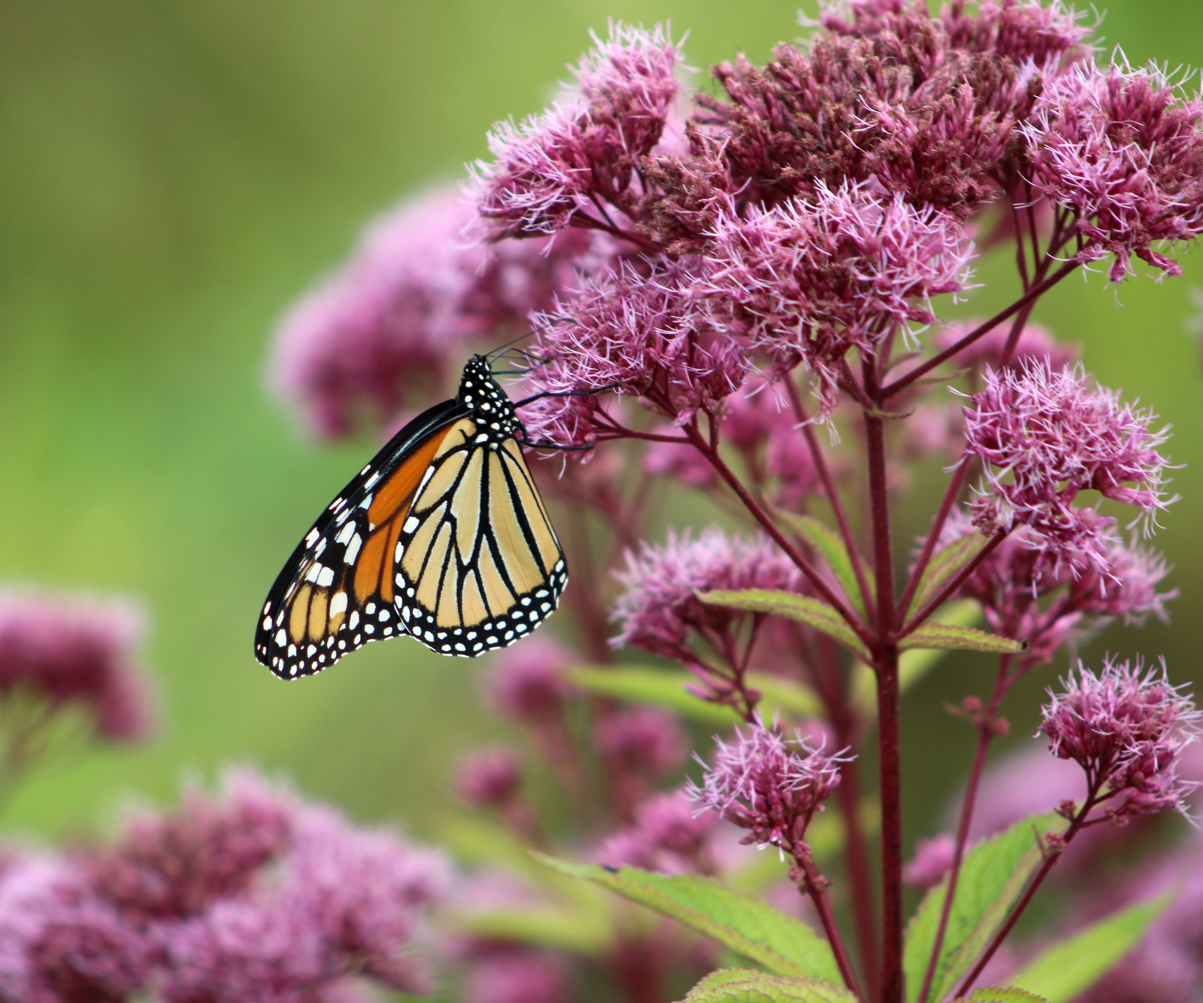 Joe Pye weed in bloom with butterfly