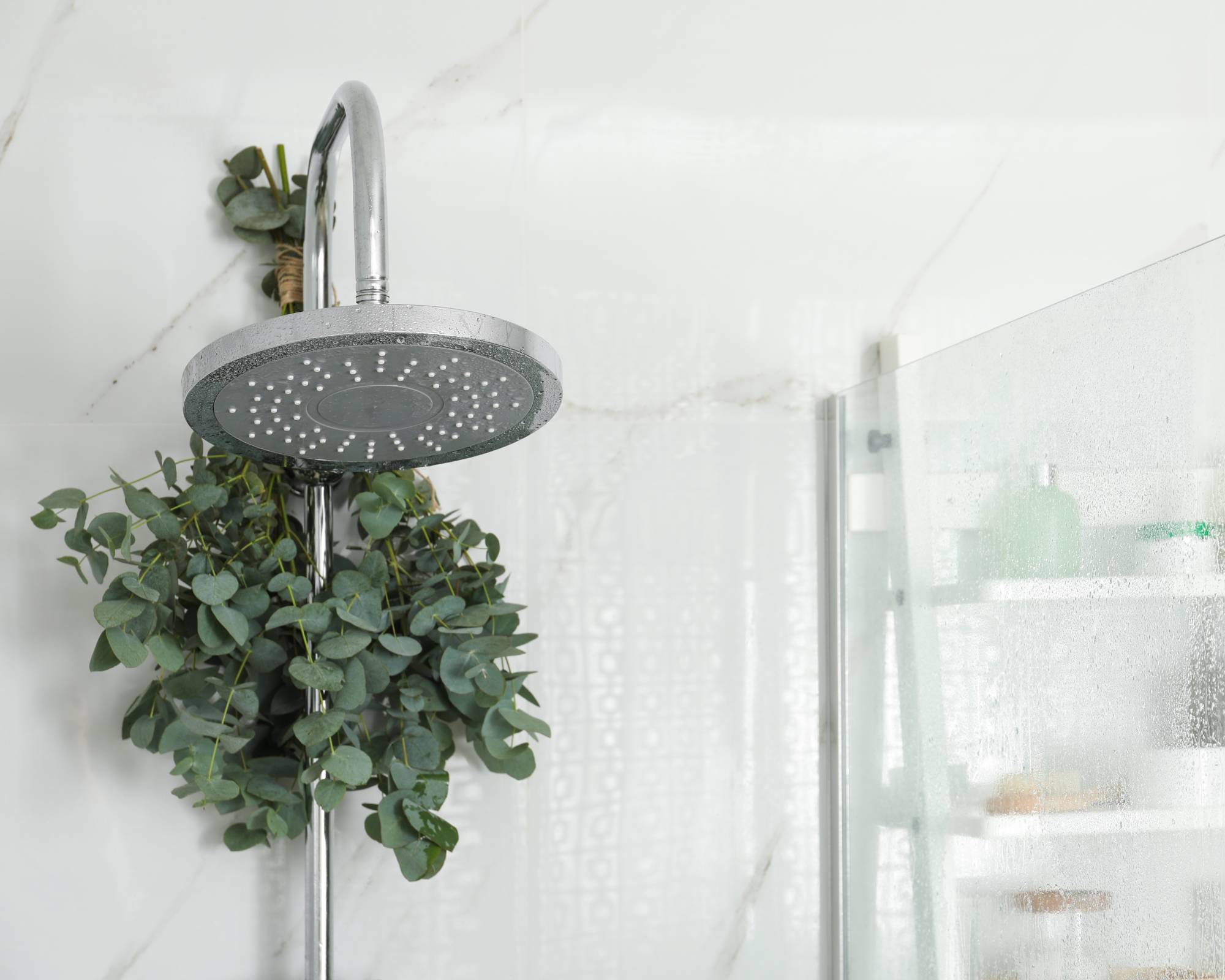 Bundle of eucalyptus branches hang from showerhead in bathroom