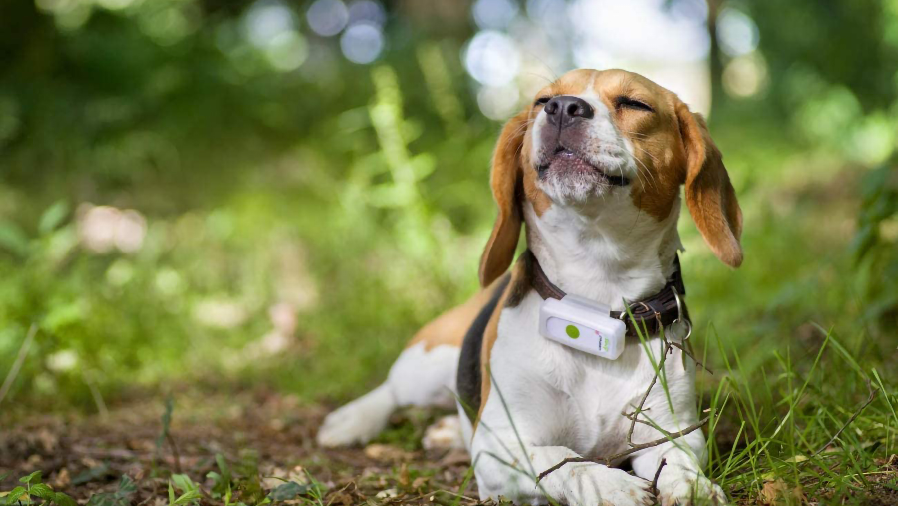 best gps collar