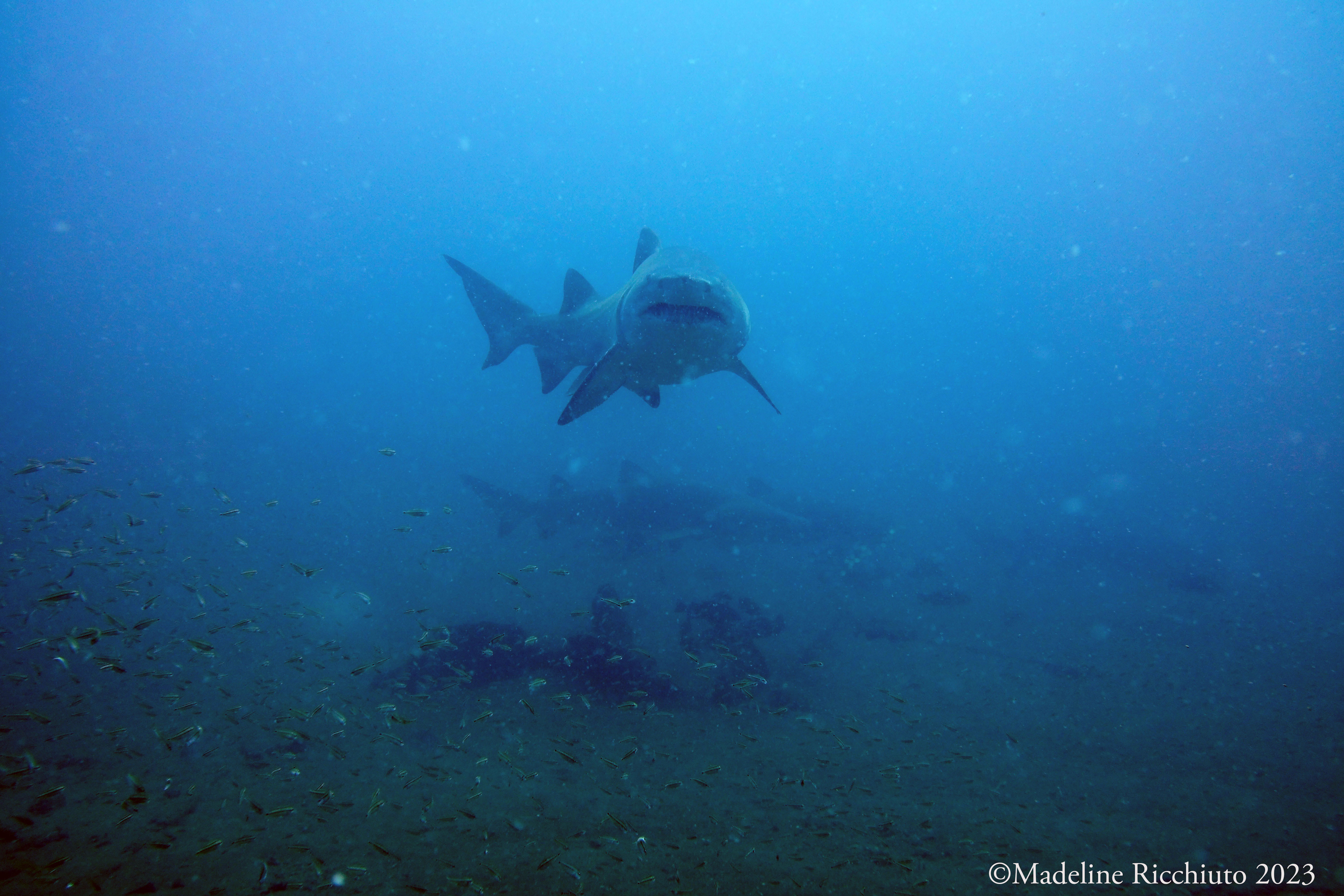 Sand Tiger Shark on the wreck of the Carib Sea off the coast of North Carolina