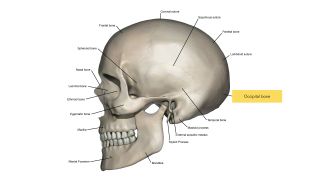 how to get rid of a headache fast illustrated with a photo of a skull showing where to do a head massage