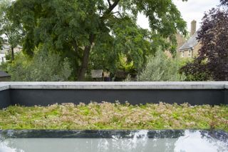 Freehaus Wilton Way house green roof