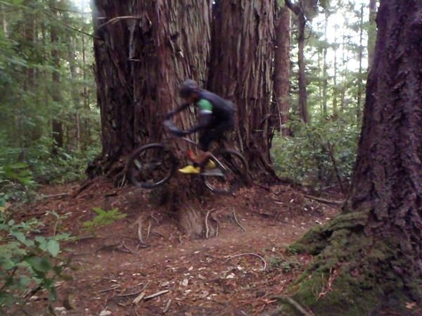 Redwood riding in Santa Cruz