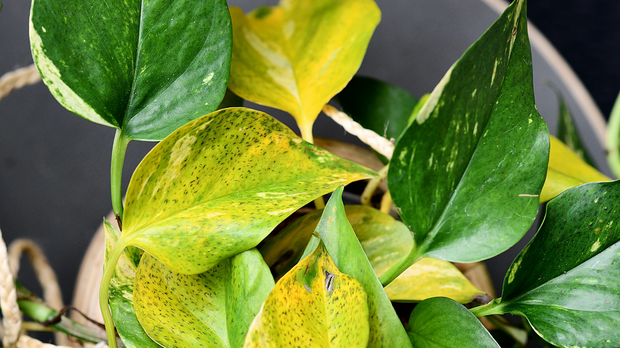 Pothos leaves turning black