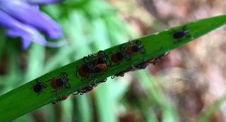 Ticks on leaf