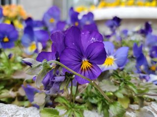 Camera sample from TCL 10 Pro of purple pansies
