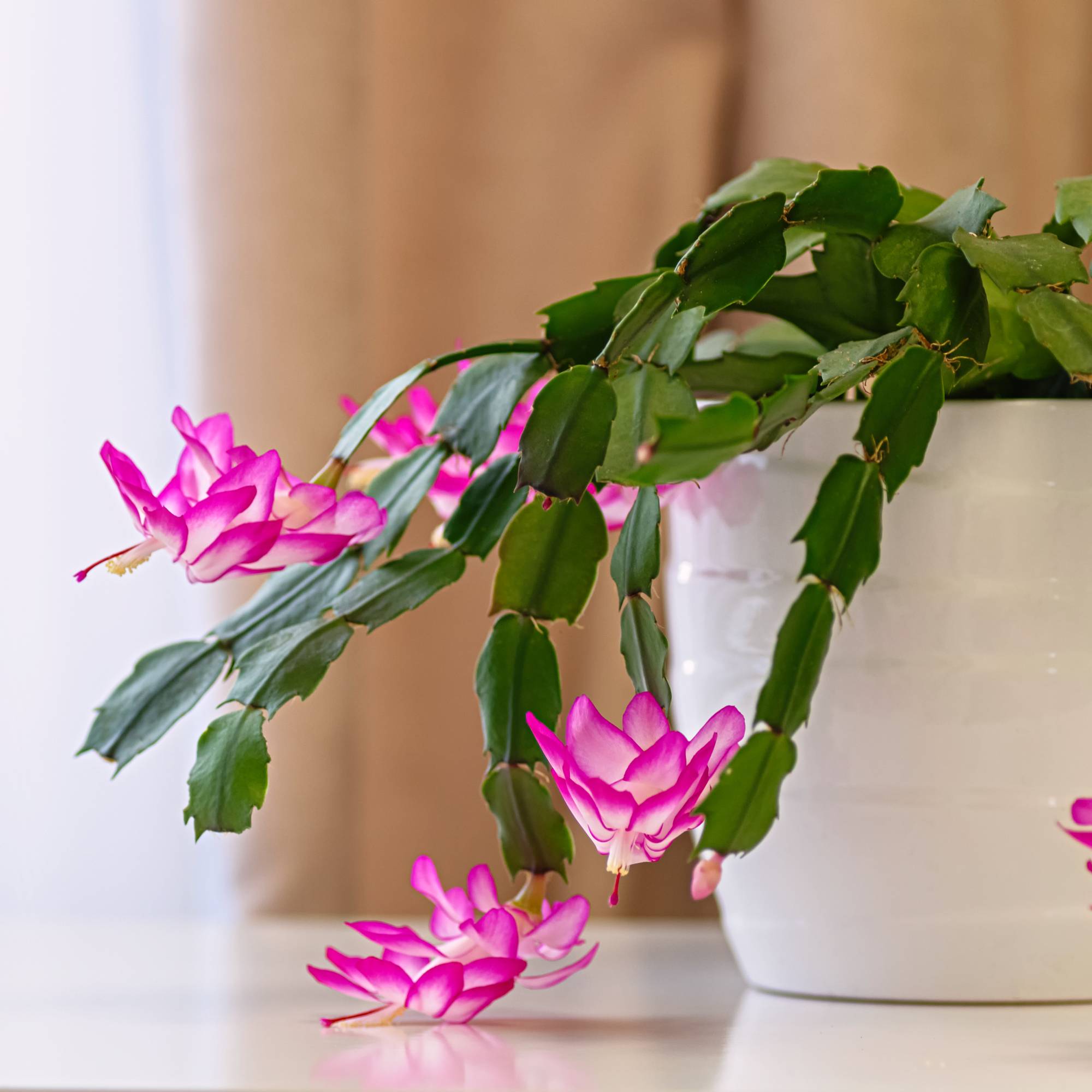 Pink Christmas cactus in bloom