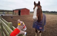 redwings knitted ponies