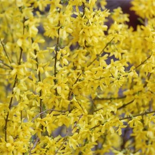 A close-up of a forsythia shrub in bloom