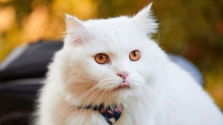 Turkish Angora