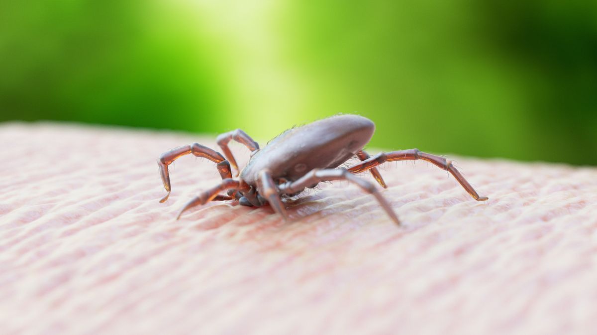 Tick season: What to know about bites, removing ticks and tick-borne
