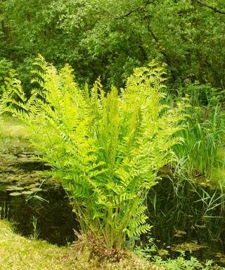 Ostrich fern growing by a stream