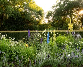 Herbaceous border with yellow Verbascum, delphinium, orange Hemerocallis (day lilies), white astrantia, purple-blue catmint, and pale-yellow giant scabious