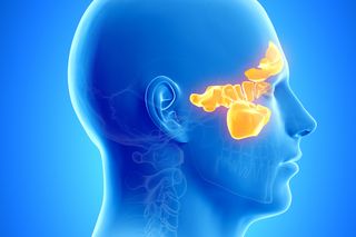Sinus cavities span all the way to the back of the skull, right above the oral cavity, within the cheekbones and between the eyes and brows.