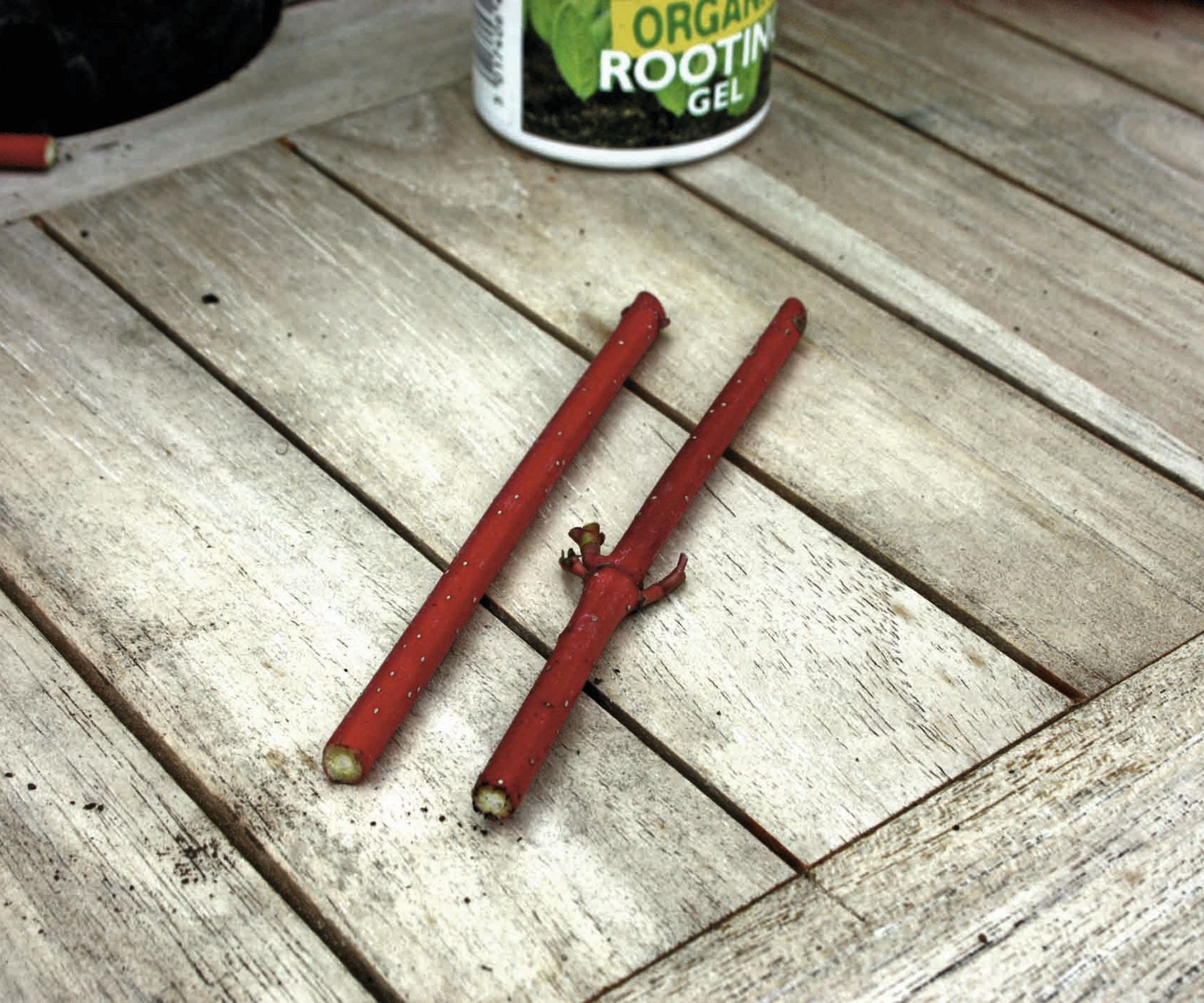 Hardwood cuttings of dogwood on a wooden table