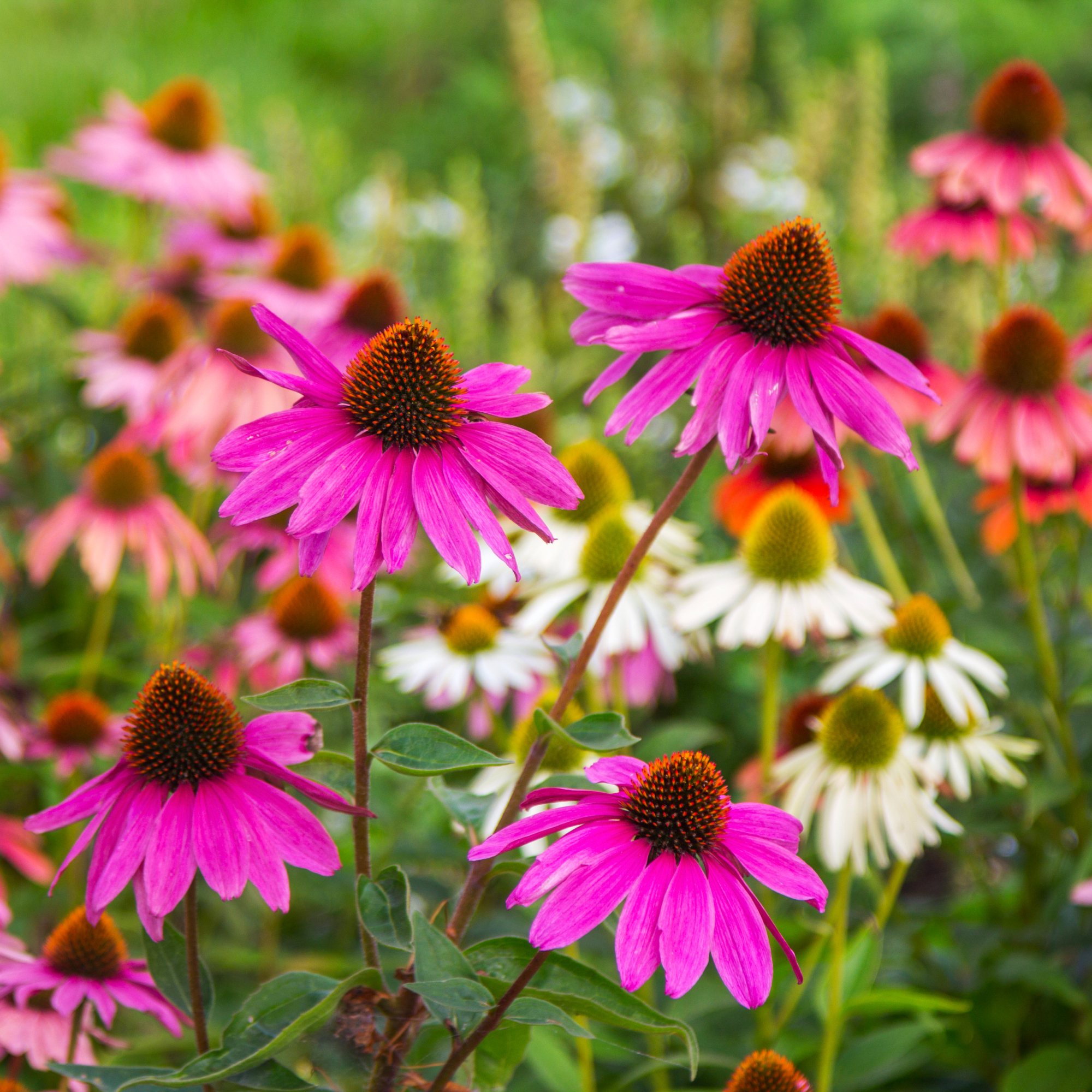 coneflowers in garden 