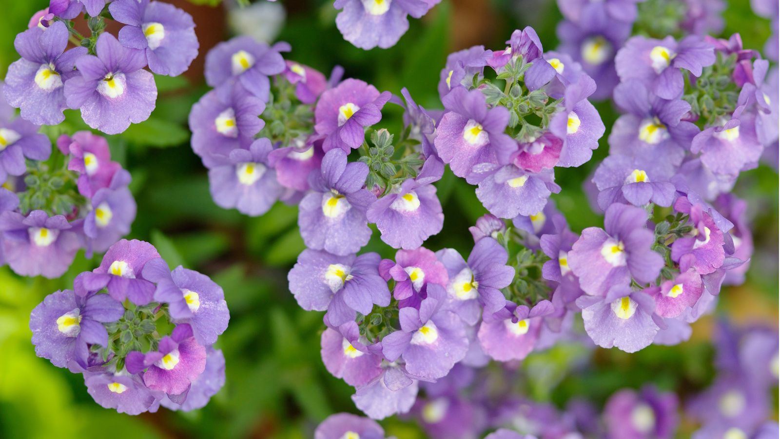 How to grow nemesia
