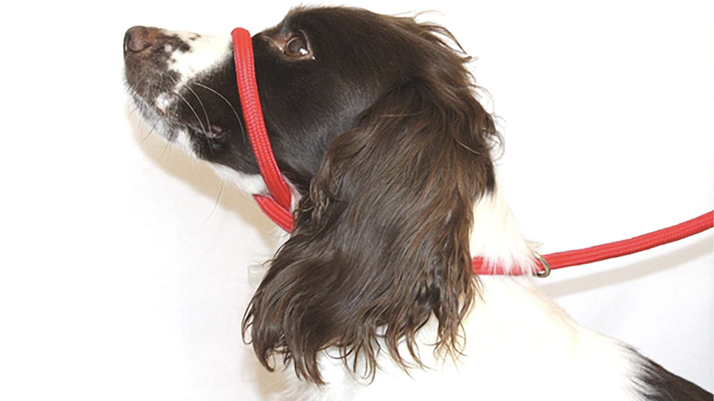 Spaniel wearing figure of eight training lead