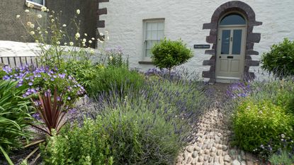 front garden with lavender and path