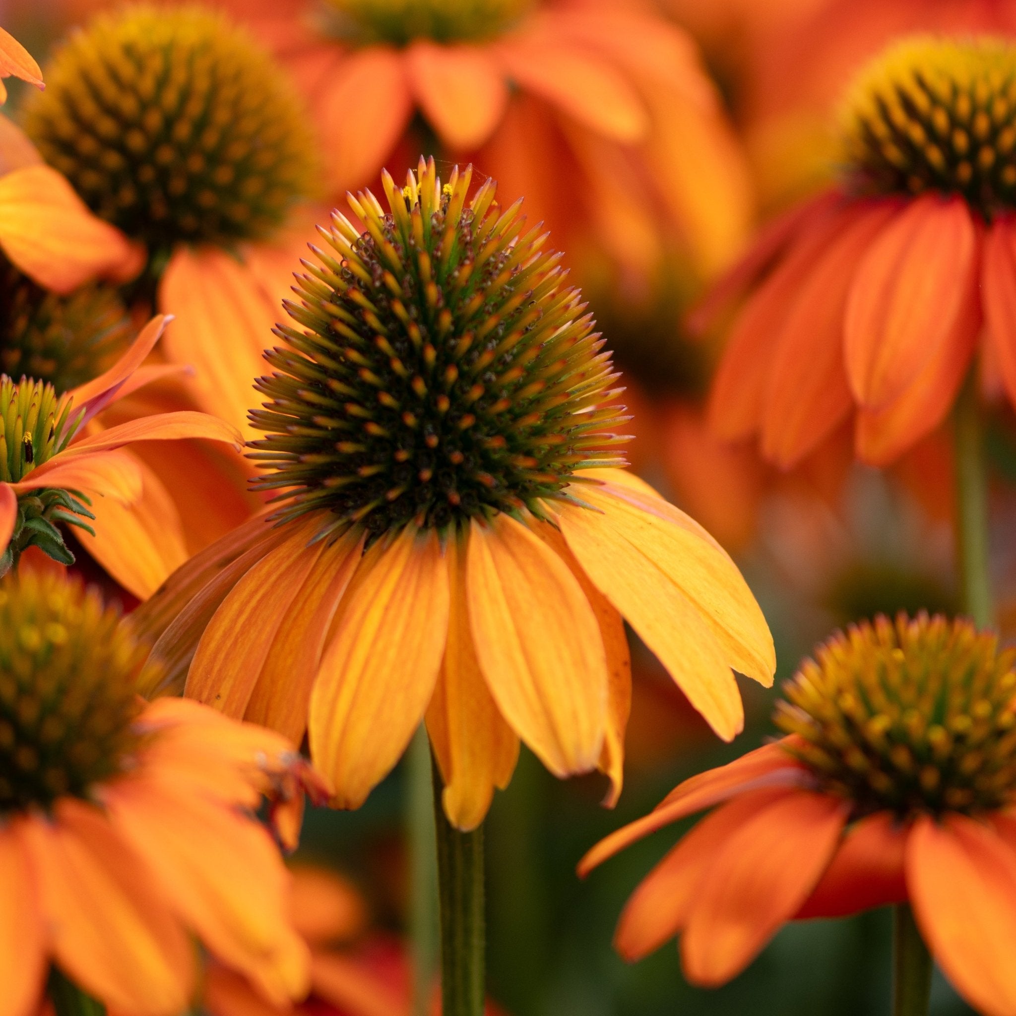 Artisan&amp;trade; Soft Orange Coneflower