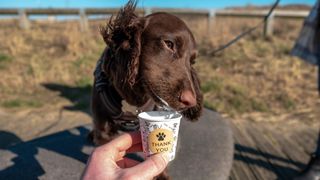 dog licking puppuccino