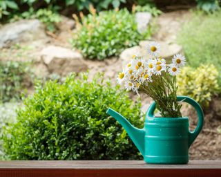 daisies in a garden watering can