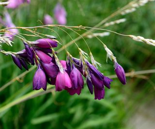 Purple arching blooms of dierama pulcherrimum