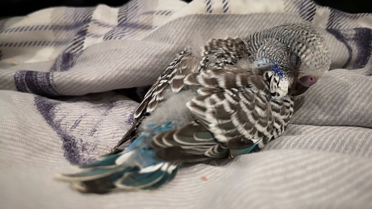 The P20's Portrait mode directs the eye with the bokeh effect, while still offering great clarity on the feathers in focus.
