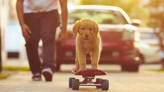 Brave puppy riding on a skateboard with owner in the background