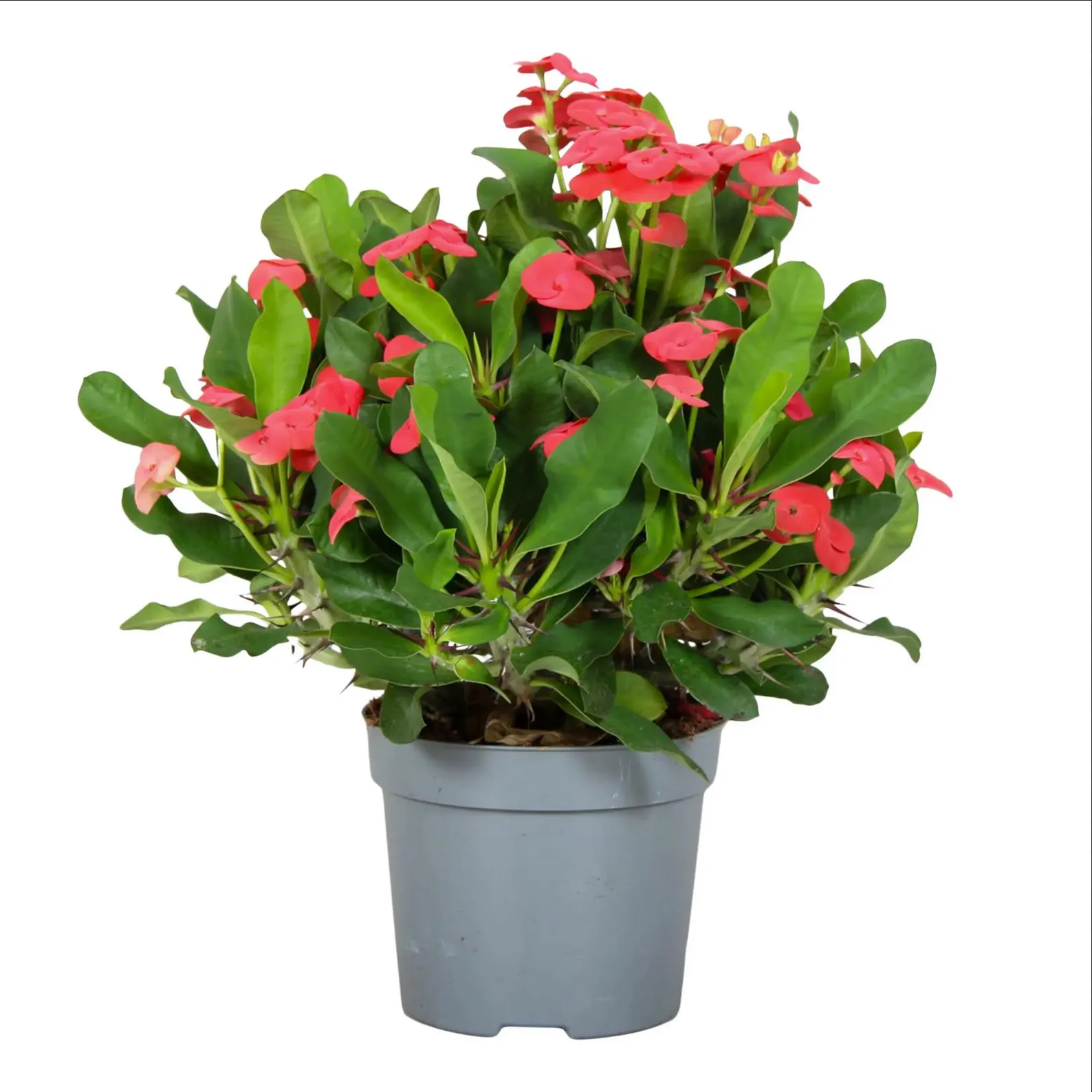 etsy, Crown of Thorns Plant in 13cm Pot &amp;ndash; Flowering Succulent
