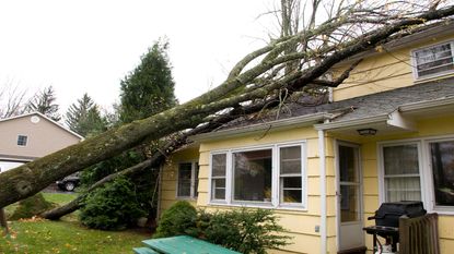 picture of tree that fell on a house