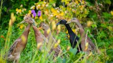 A flock of Indian runner ducks in a garden with grass