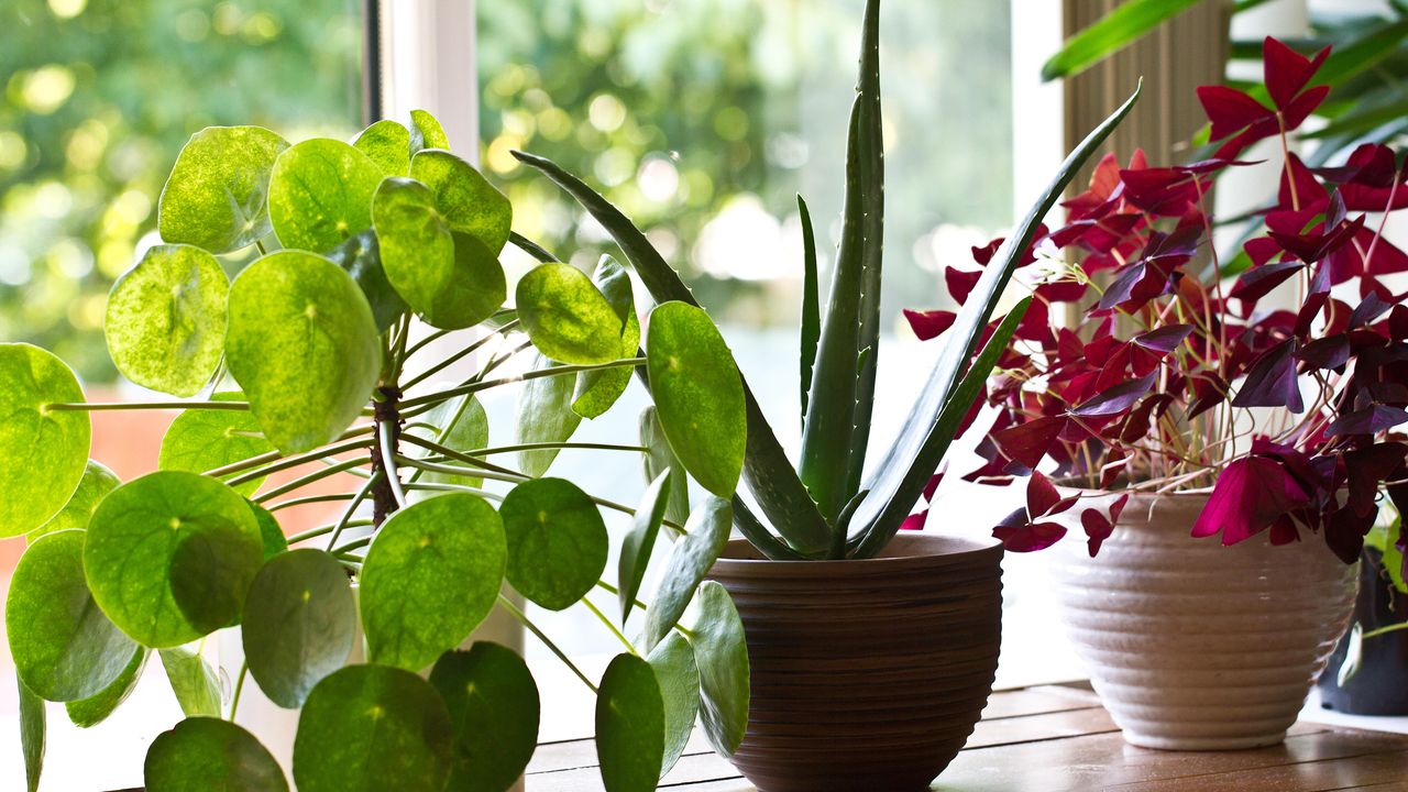 Houseplants on window sill