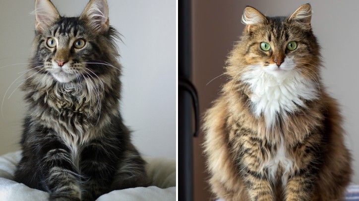 Maine Coon vs Norwegian Forest Cat