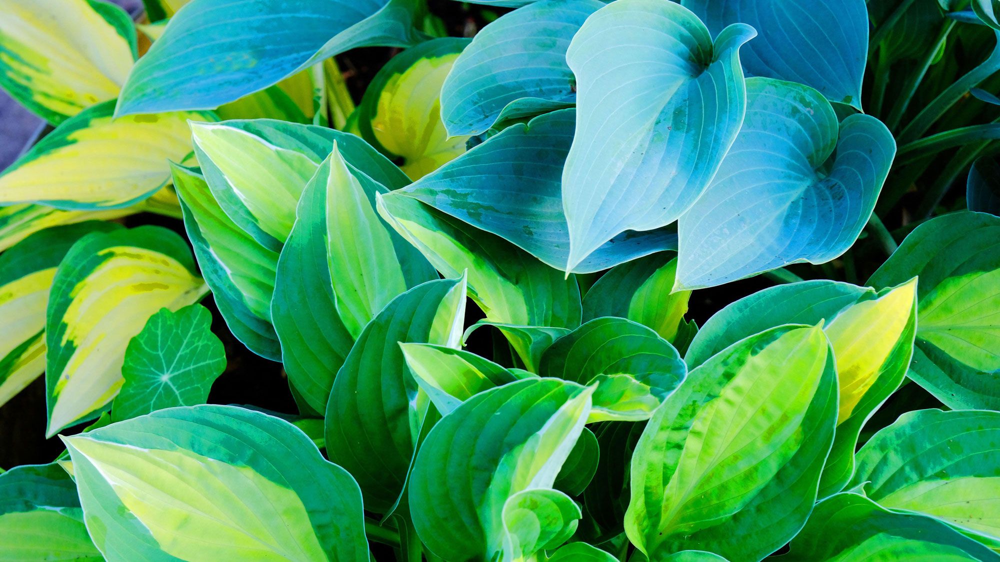 What Your Hostas Need in October – 6 Easy Ways to Guarantee Strong Plants and Lush Leaves
