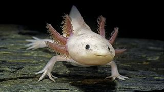 A photo of an axolotl