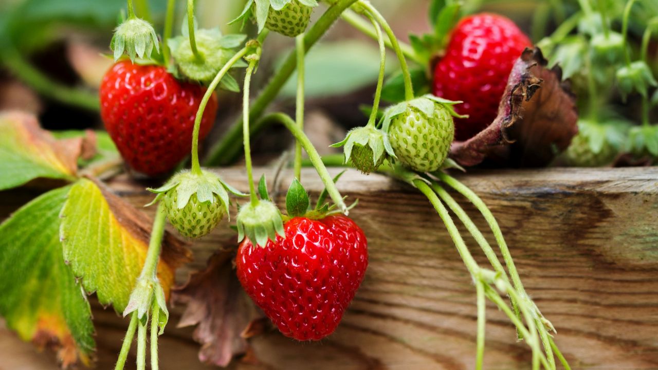 Strawberries in closeup