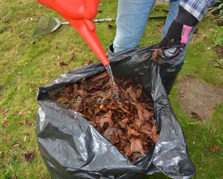 Wetting collected leaves for leaf mould