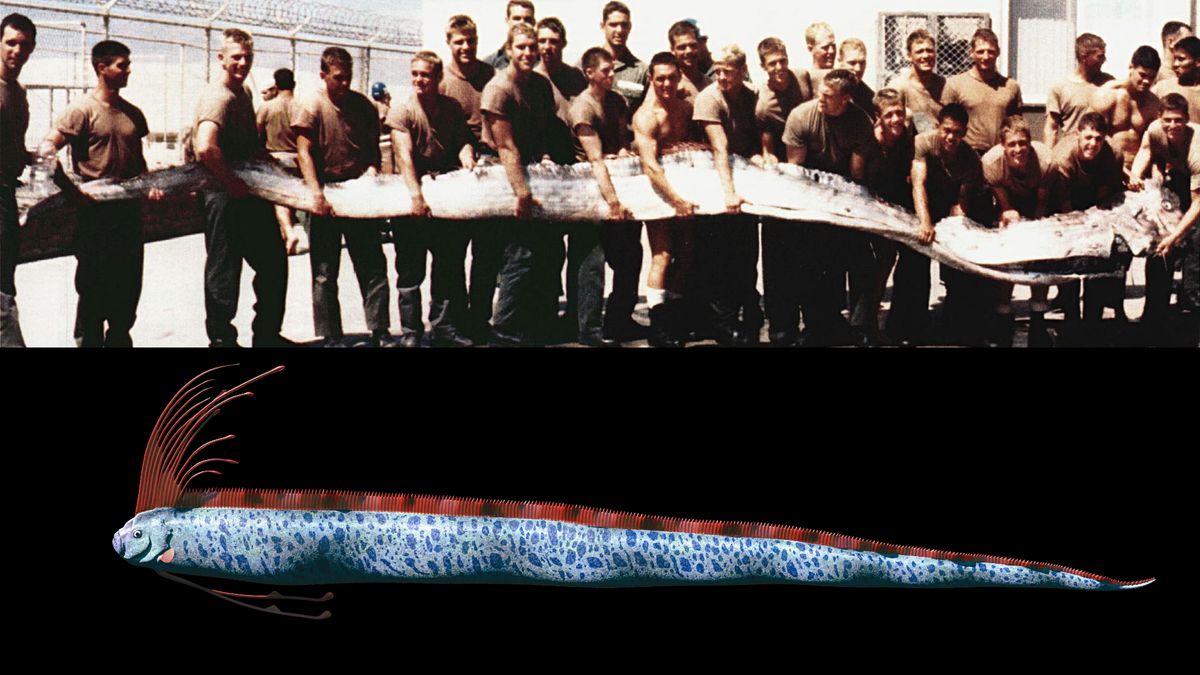 Giant oarfish: The ‘doomsday’ fish of legend that supposedly foreshadows earthquakes