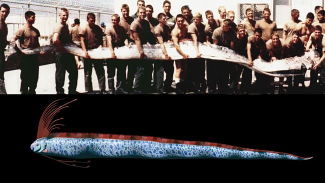 Giant oarfish: The 'doomsday' fish of legend that supposedly ...