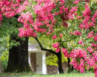 The pink crape myrtle (Lagerstroemia) in blossom in a front yard