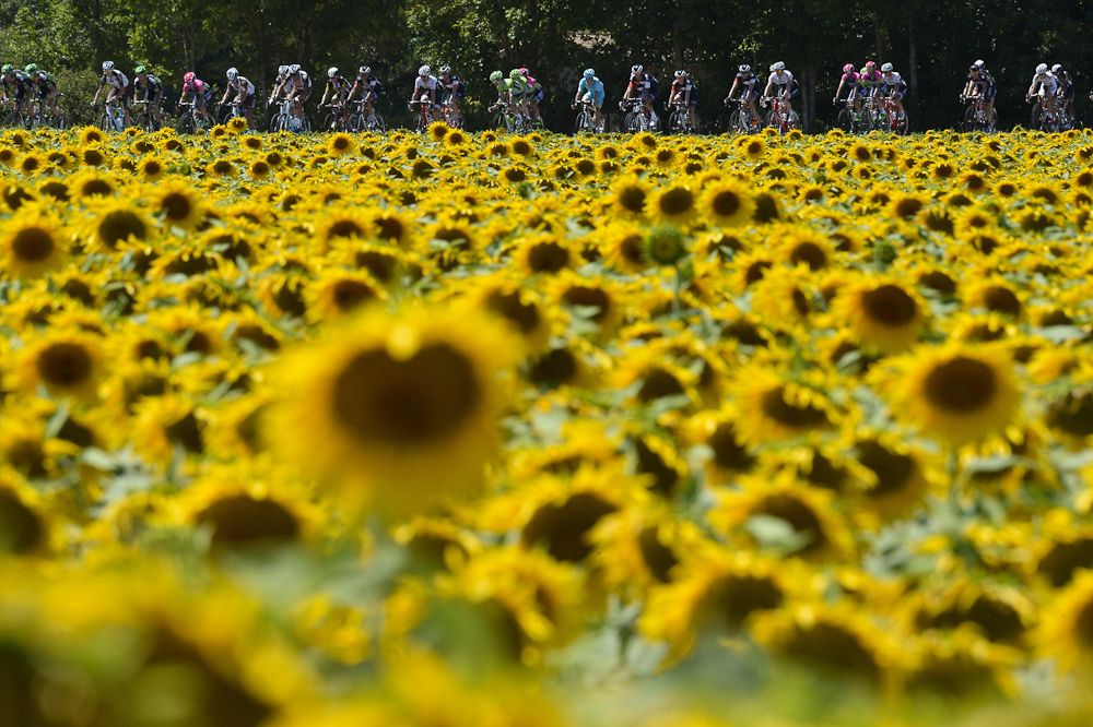 It wouldn't be the Tour de France without sunflowers.
