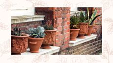 picture of large terracotta pots on outdoor window sill with various plants to support a guide on how to clean terracotta pots