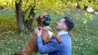 Boxer dog with owner