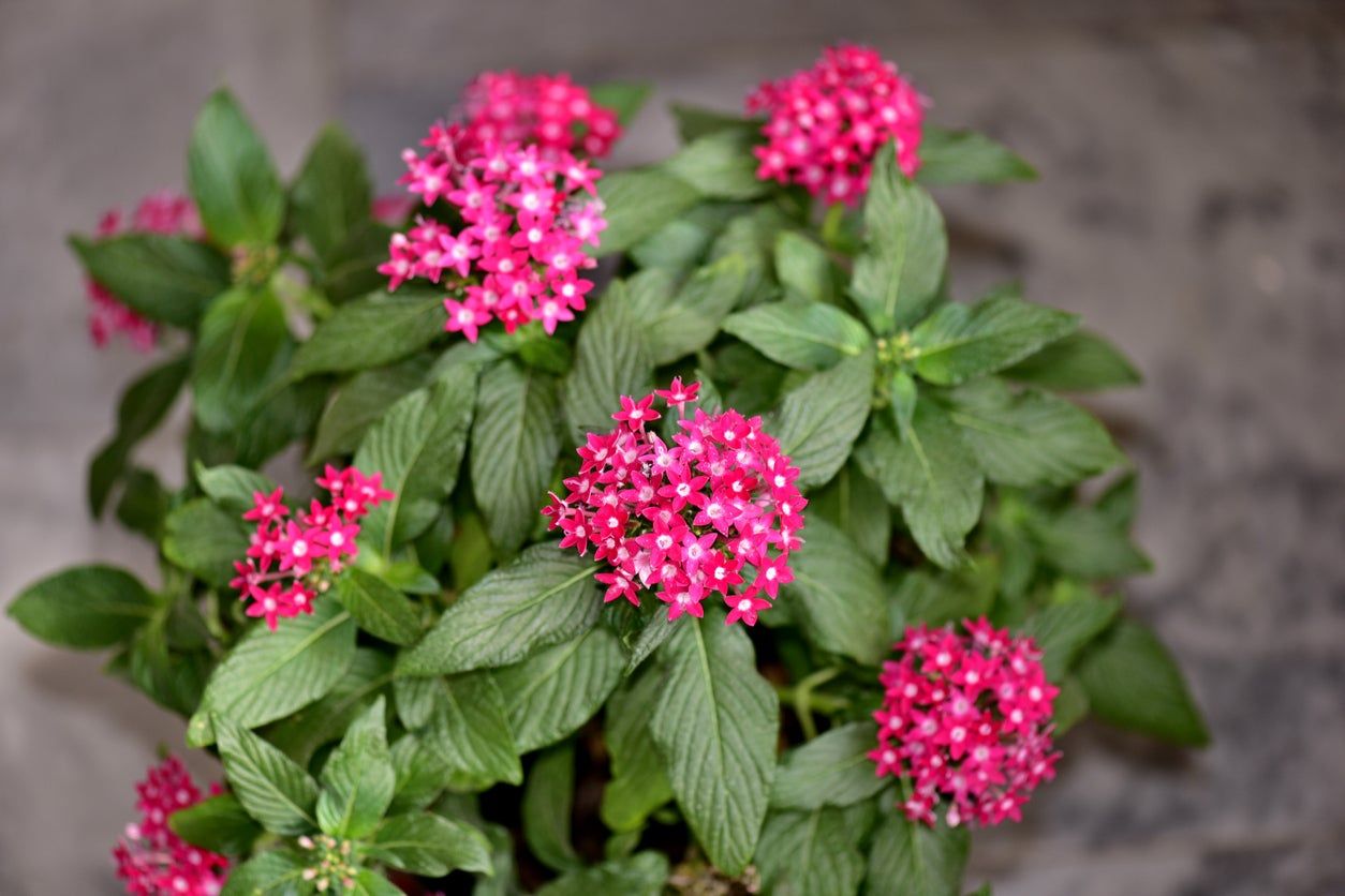 Tiny Pink Flowered Penta Plant